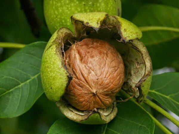 Kashmiri Walnut