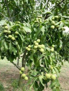 Kashmiri Walnut